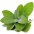 Salvia