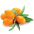 Espino amarillo