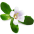 Bacopa monnieri