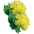 Rosa polar