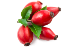 Escaramujo