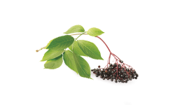 El saúco negro