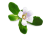 Bacopa monnieri