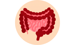 Tracto intestinal