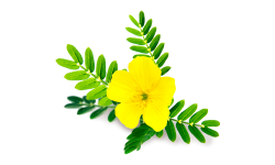 Tribulus terrestris