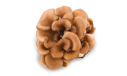 Maitake